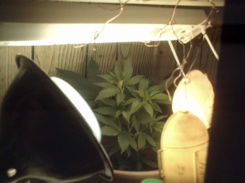 yep that the bitch the 123wt metal halid grow lamp. purchased the metal halid part from walmart for 6 bucks and the bulb from lowes for 7 bucks. i tell ya when i added this thing it made a world of difference . i keep it about 12 inches from the plant because of the heat .