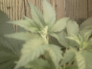 top of plant 5 weeks old almost 2weeks from being toped shes growing . plant is recieving 300ml of water whenever the top layer of medium is dry. miracle grow pour and feed 20ml every other day. misted twice a day.