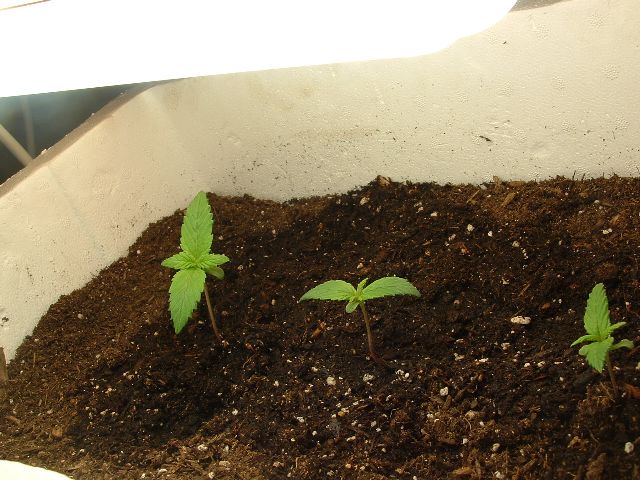 Seedlings