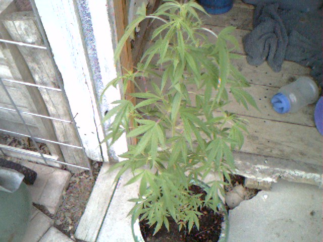 just a top view of my plant its about 2 1/2 ft tall