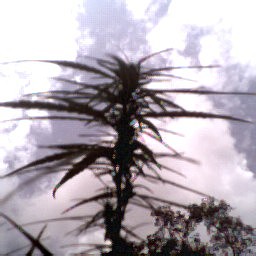 pix of  tallest plant getting its bud on pix is not the best but you should get the idea 