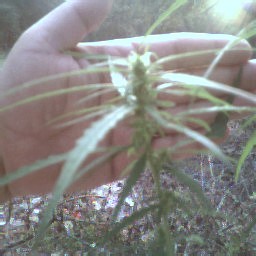 largest of plants is  really getting  the bud on you can see how big buds are becomming