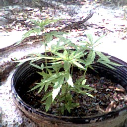 5 plants three weeks old in 20 gal pot