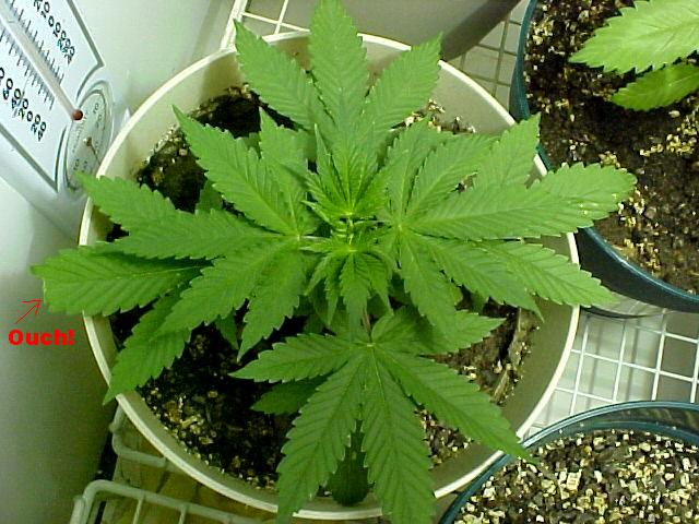 Another pic @ day 29
