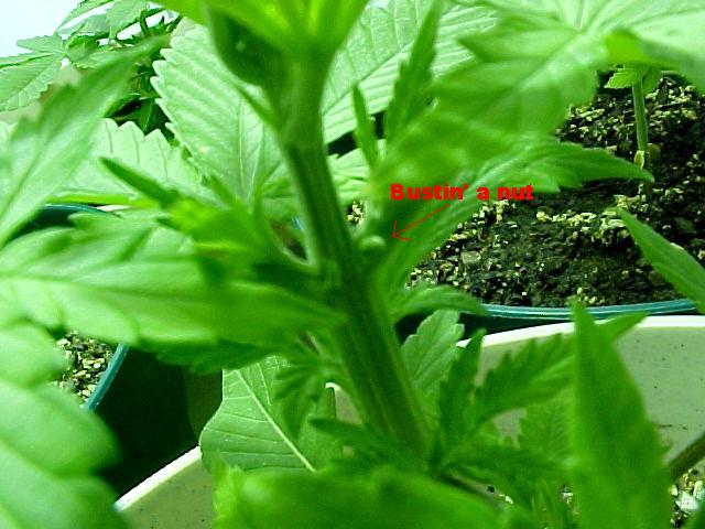 A couple of the tall ones are already starting to show their gonads.