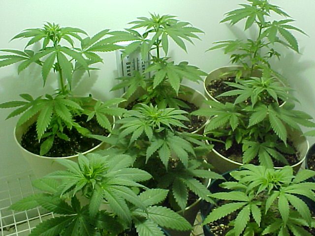 Another group shot...Closer in