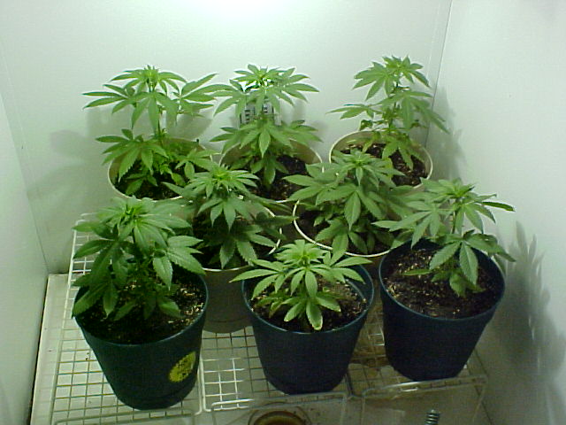 Day 36 group shot. I killed one of the nut busters yesterday for looking a bit unhealthy, so I now have 8 plants.