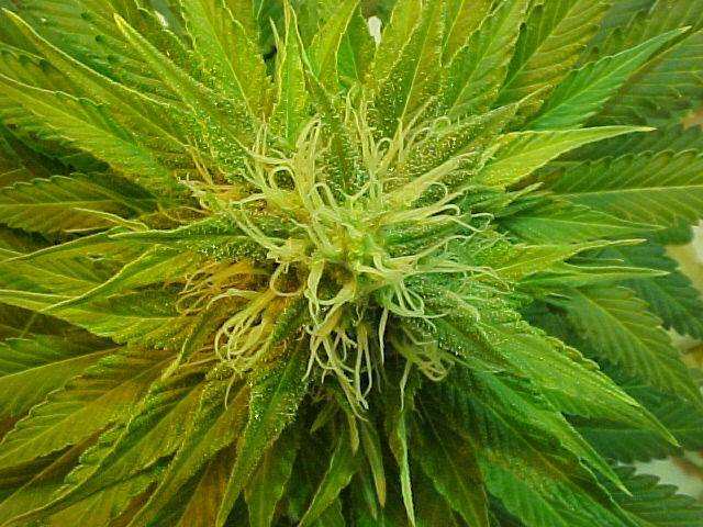 Another top at day 64