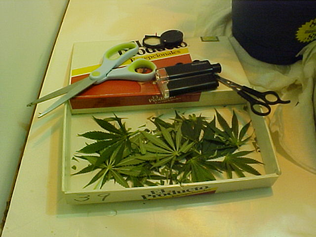 A little bit of trim & the tools of the trade. Day 66 of grow.