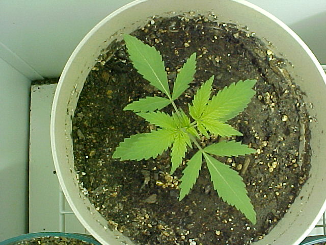 Looks like this one could use a small shot of Epsom Salt... A little yellowing on the top leaves. 