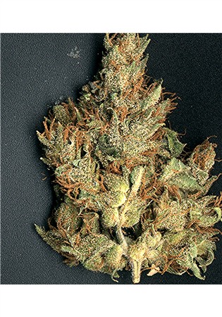 AK-47 NUG (I'm just experimenting with loading a garden, I'll be loading fresh pics this afternoon.)