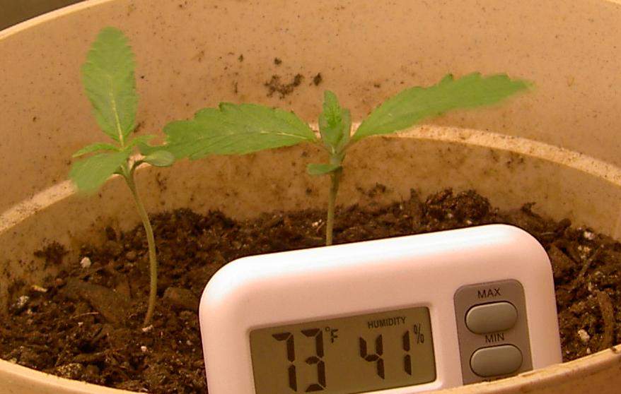 Little ones doing great at 10 days. Fan, thermometer/humidity sensor, and soil moisture indicator.