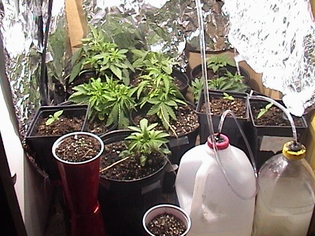 homemade co2