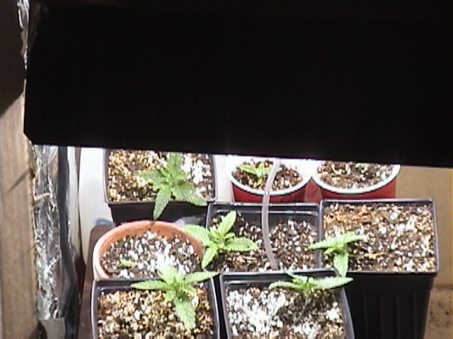 samll palnts, 2 stunted got three more planted in the soil waiting for them to sprout.