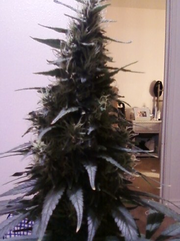i hate everyone that comes into my house and says that no shit theres a four ft flowering marijuana plant in my bedroom