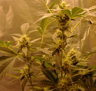 looking and smelling great !!!!!!!