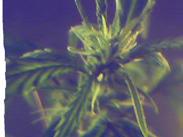 11 Days 12/12~ Top of Plant.