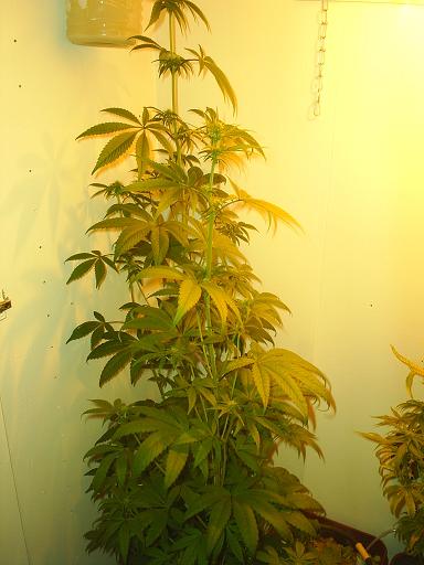 BUDS ARE FORMING.