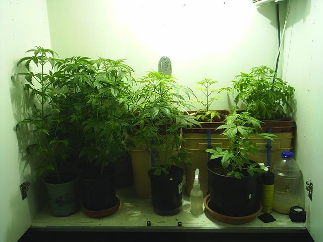 I just transplanted 6 of the plants in soil into larger pots and re-arranged a little. I also washed out and replaced the fluid in the resivoirs for the White Widow in hydro.   