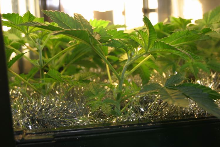stem view