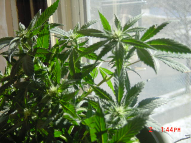 She loves a mix of real sun and the HPS/flo combo 