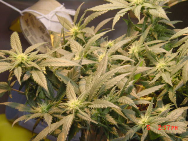 soaking in the 150HPS/CFL lumens