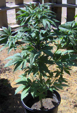 still going strong,tops and laterals all pinched