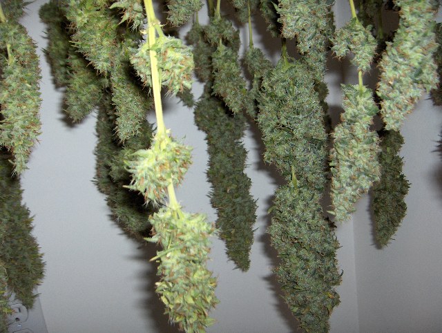 i harvested this crop in june so i am now smoking 4 month old jar cured AK 47. and i would not be afraid to say its the most potent  weed ive ever smoked.and ive smoked some good weed. i started smoking in the early 70s. so i have been tokeing for 30 plus years. everyday