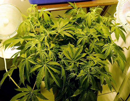 1 week into flowering