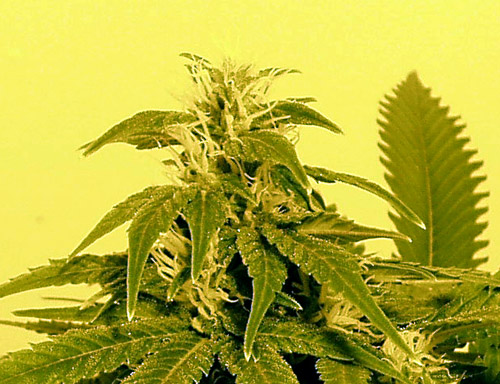 Close up of one of the colas