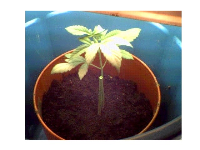 Here is the plant at 3 weeks - when i bought it.