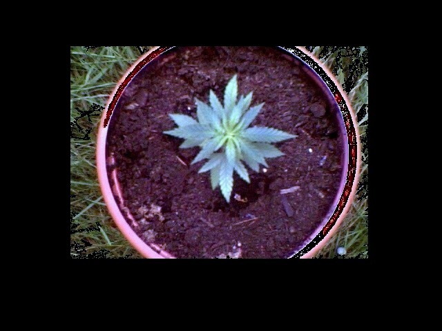 This is the top of my smallest plant. Shes geting busyier all the time!