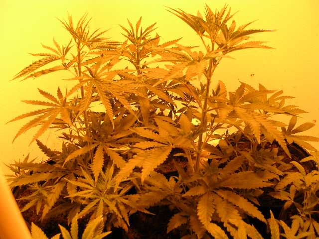 Another shot of the three biggest plants