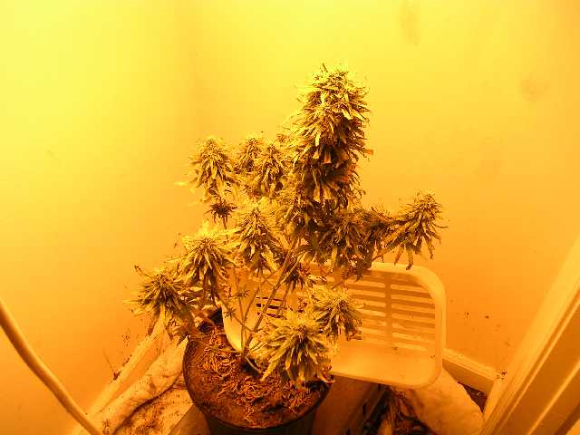 About 2 weeks left of flower. the leaves are starting to get yelow and fall off alot, and I had the support the the plant with the white thing I have near the base of the plant because the damn thing will lean over without out!! Its not the prettiest looking plant but the buds are phat and its lookin pretty crystaled out.