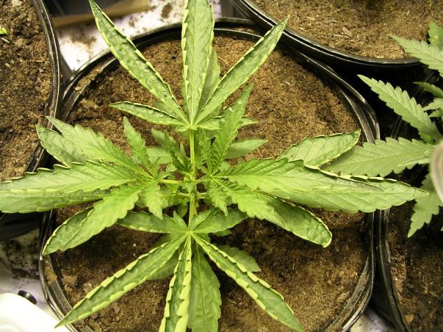 Another one that is doing well, but still the leaves curl when they first emerge then flatten out as they get other...wow...I wonder why the plant needing this genetic trait in order to survive...maybe the leaves cupped to collect more water in places with drought....interesting...