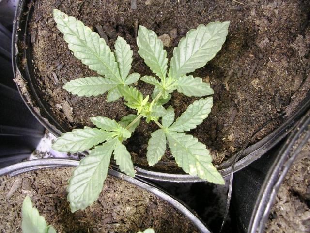 Also has some catching up to do, notice the yellowing on the bottom leaves, I think it is either heat from the lamp(I have it raised), or N deficent.  We will see if my remedies helped next week.