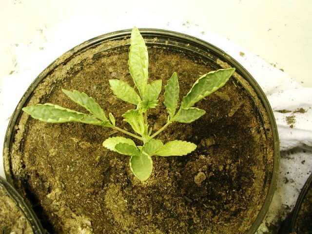 The bottom leaves are getting really yellow, looks like it may fail..we will see in the coming week.  I think it may be genetics or heat.
