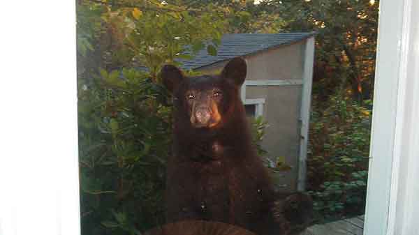 jpeg
 This bear after smoking all my weed wanted to know if we had any fluffy bunnies.
