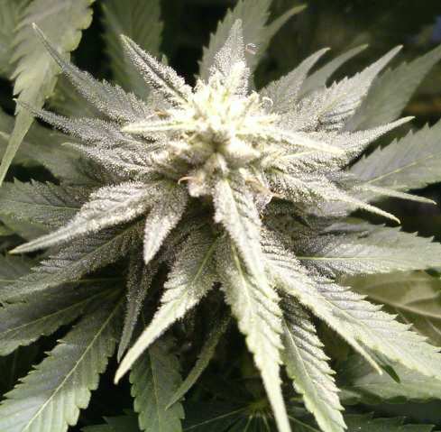 'Burmese (Pure)' from Reeferman Seeds