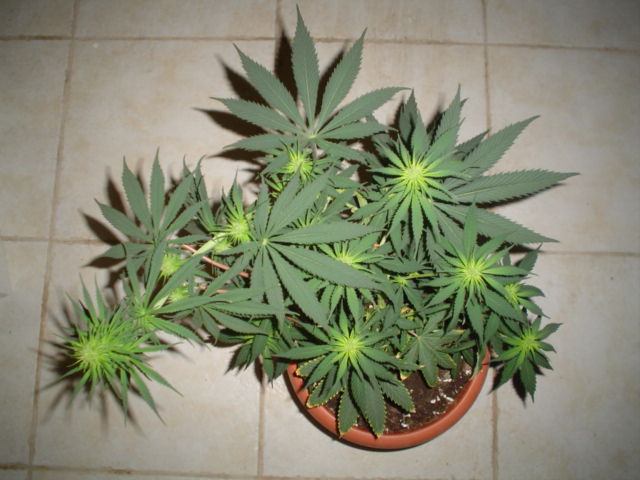 17 days 12/12.. lots of buds sites..
