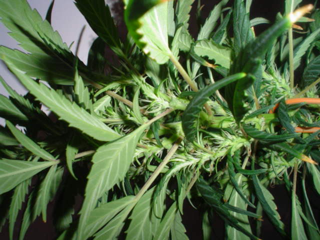 8days12/12 you can see my ties here 1.5 copper wire bent like a hook and pushed in to soil... works a treat.plant is only 10