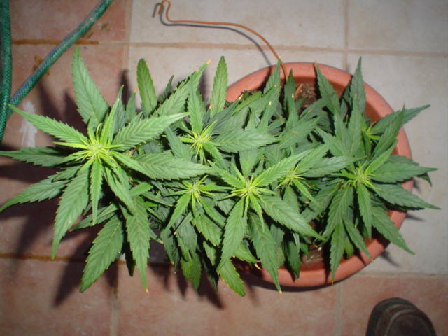as you can see.........