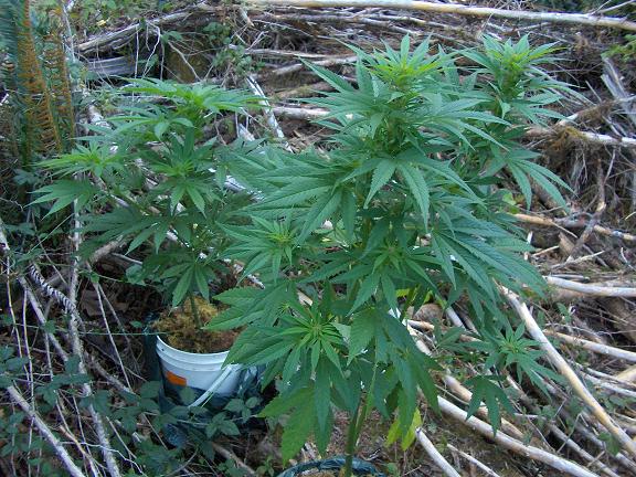 The back plant is a pluton. Turned out to be a male. The front is a female White Rhino.