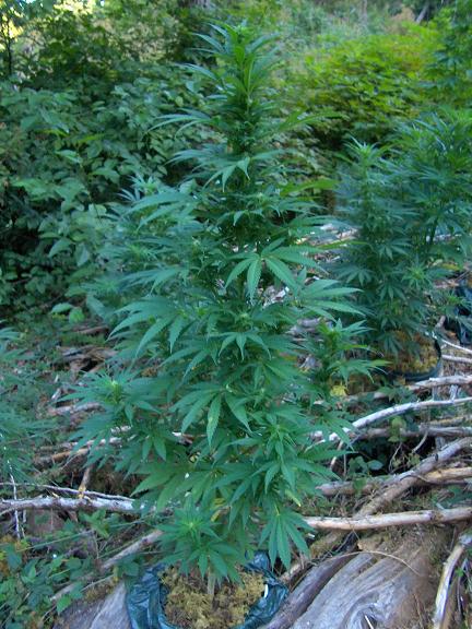 The main plant is one of my nicest females of the pluton.