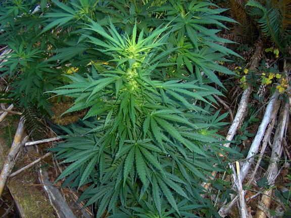Pluton is supposed to be a  famous strain from the 70's 