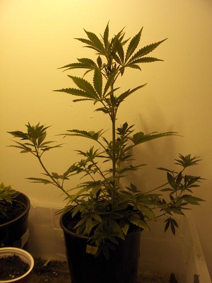 Started out as a mutant but it straightened itself out. Now its my fattest plant at the moment.
