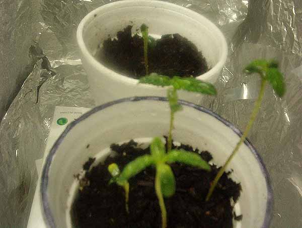 Comeing along nicely.