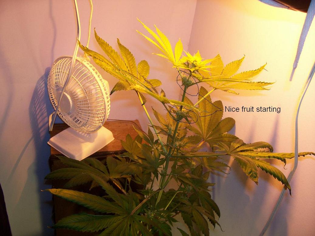 some fruits of the labor starting to show.