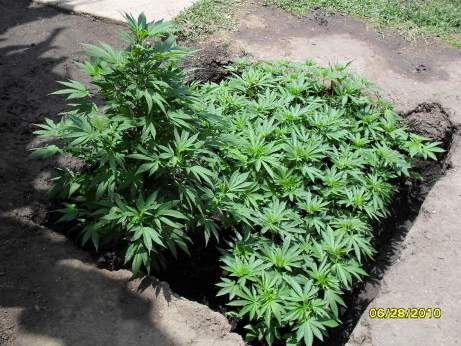 Here are the plants 2 weeks later