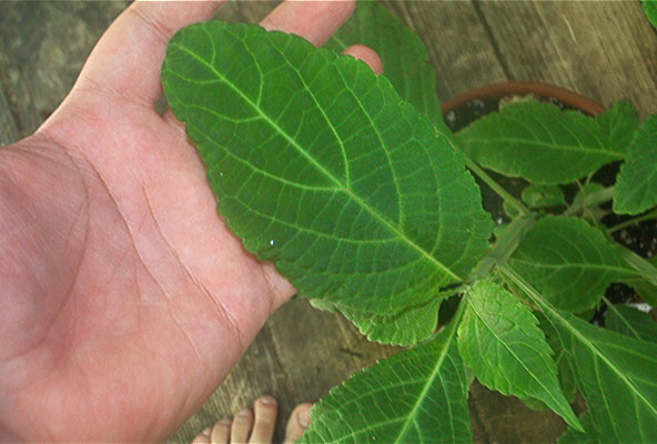 This is a comparison of a salvia leaf to my hand